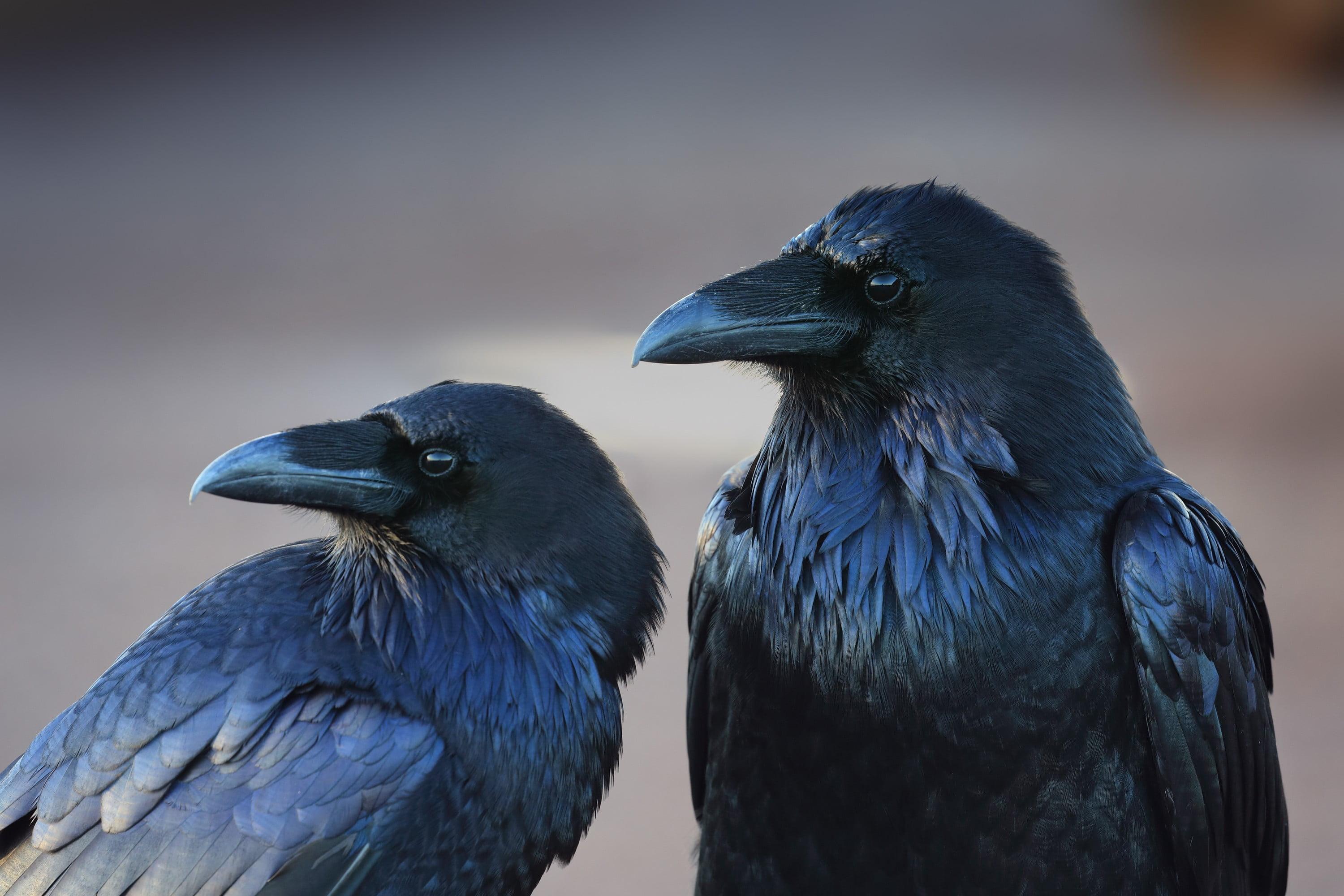 Blue and black bird figurine, animals, birds, crow, raven HD