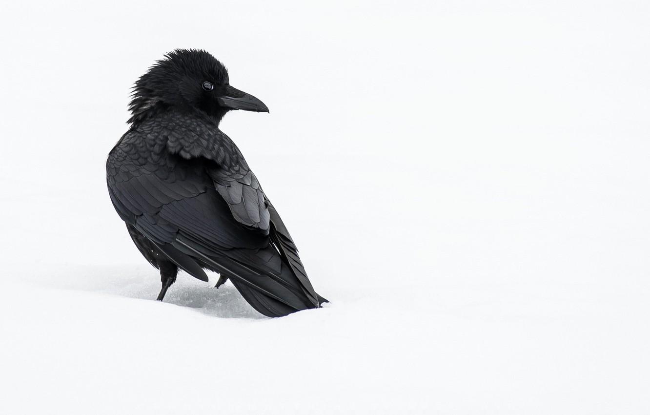 Wallpaper snow, bird, Raven, crow image for desktop