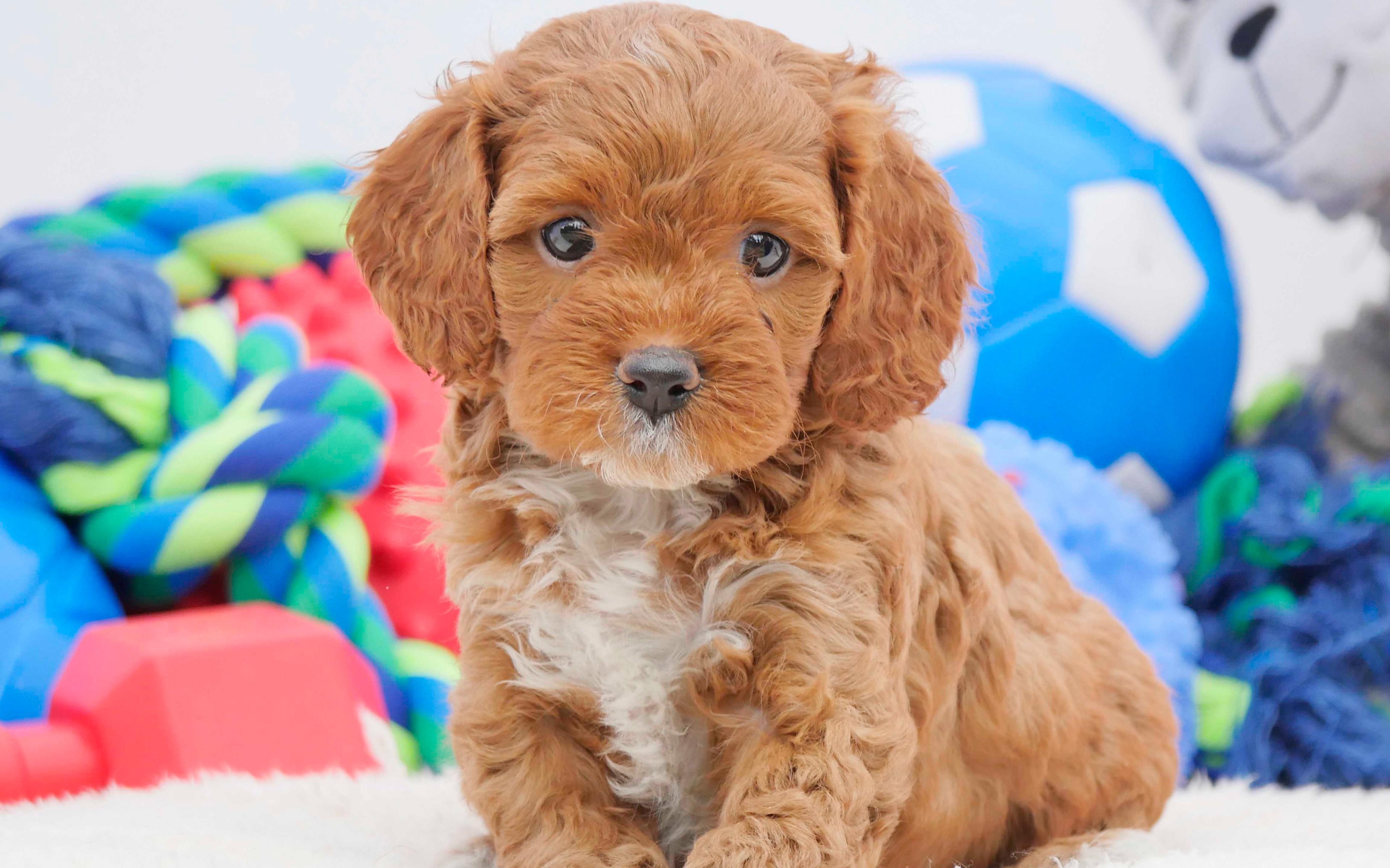 Download wallpaper Cavoodle, small brown puppy, 4k, cute
