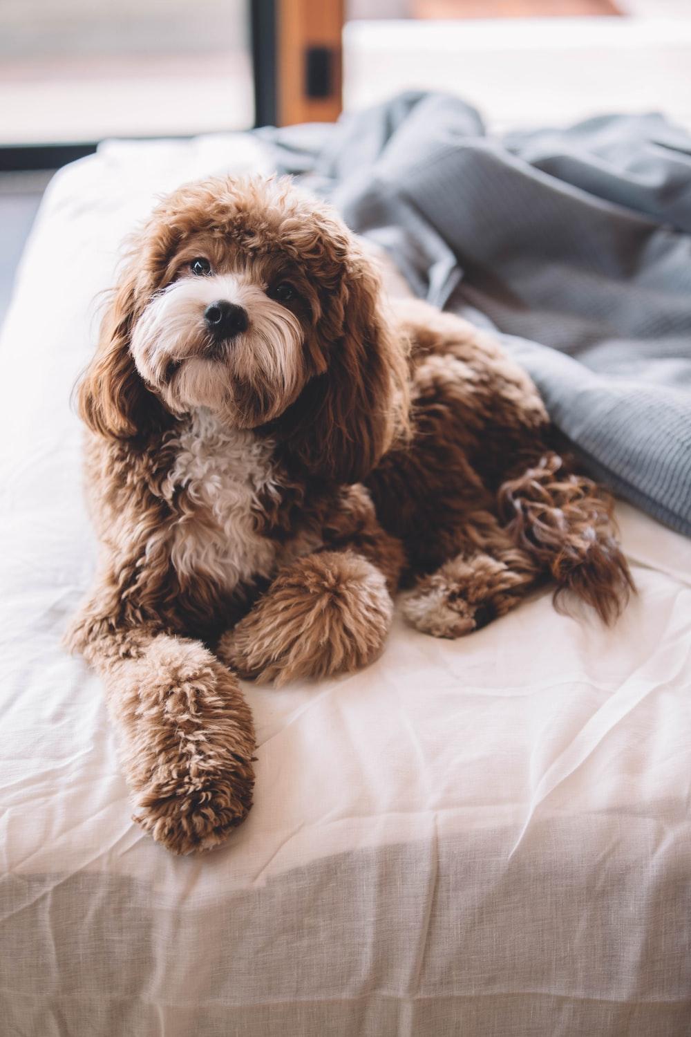 Cavapoo Picture. Download Free Image