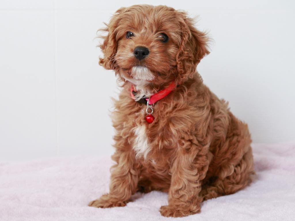Cavoodle the top dog breed in Randwick and Bayside areas