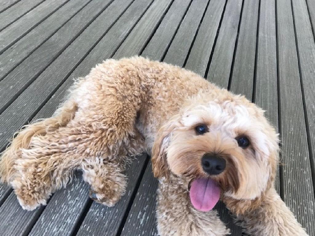 Boomer the Cavoodle dog stolen from a Mosman backyard. News