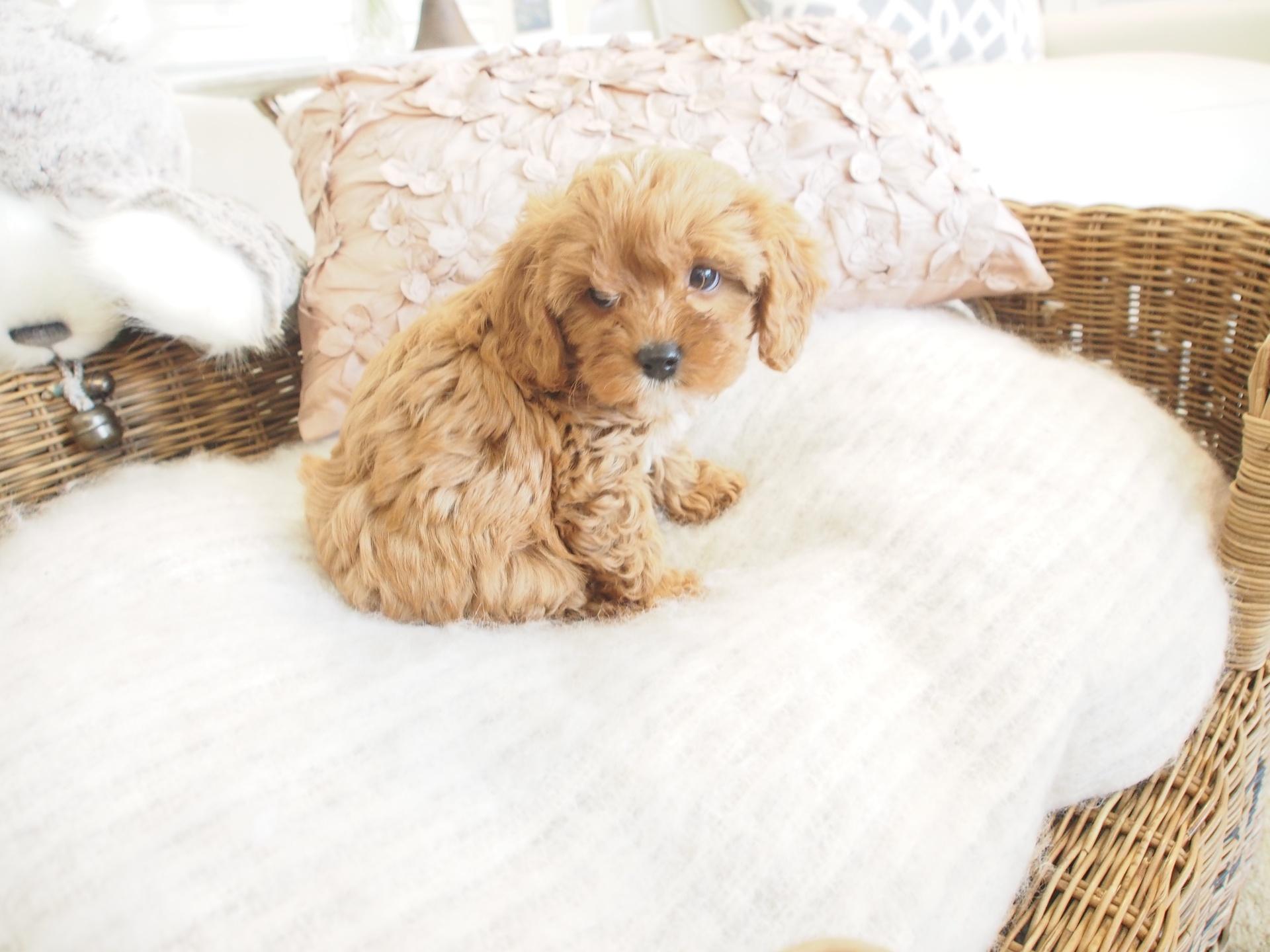 Cavoodle Puppies's Home of Toy Cavoodles