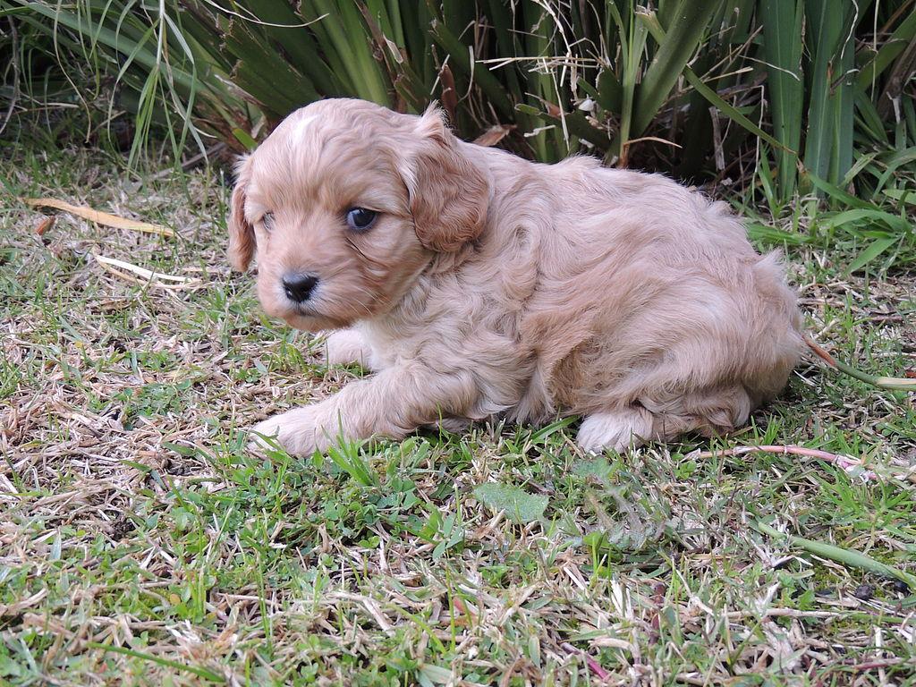 Country Cavoodles. Puppies are 1st Generation, vaccinated