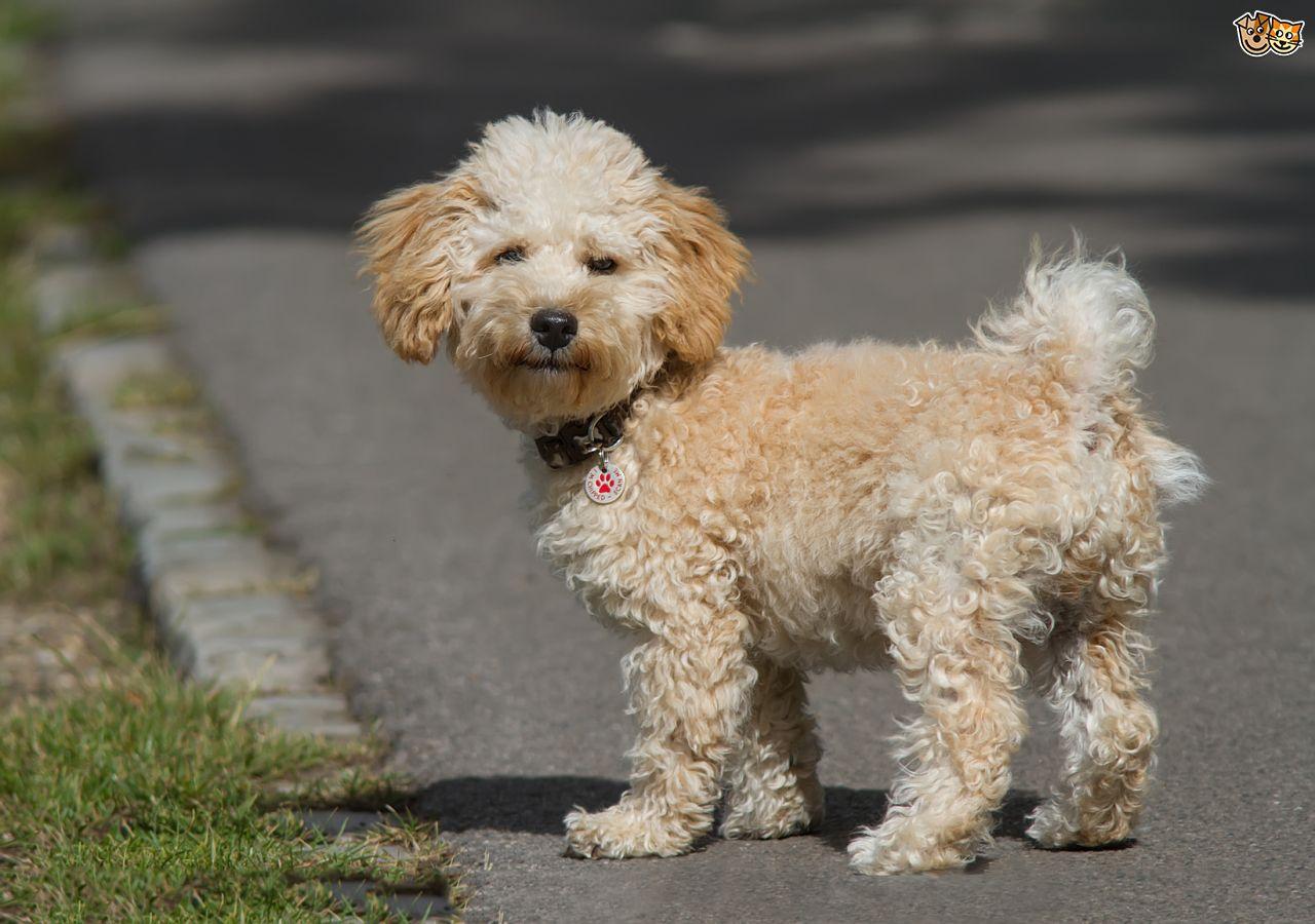 Cavapoo Dog Breed. Facts, Highlights & Buying Advice