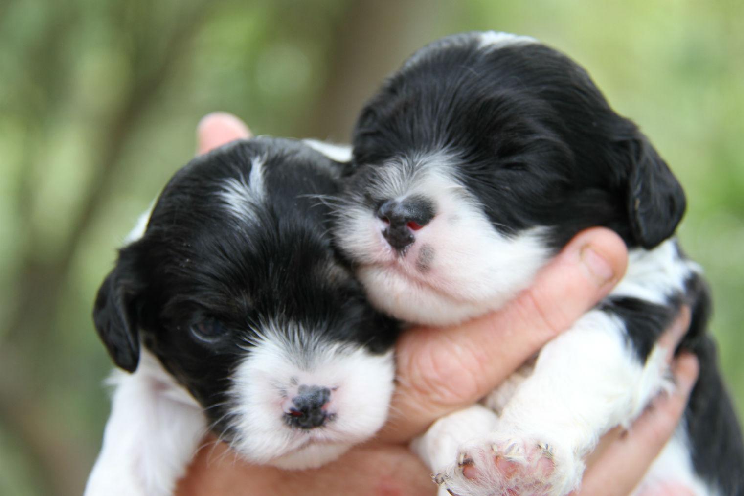 CAVOODLE PUPPIES BUY AND SELL Other MAROOTA