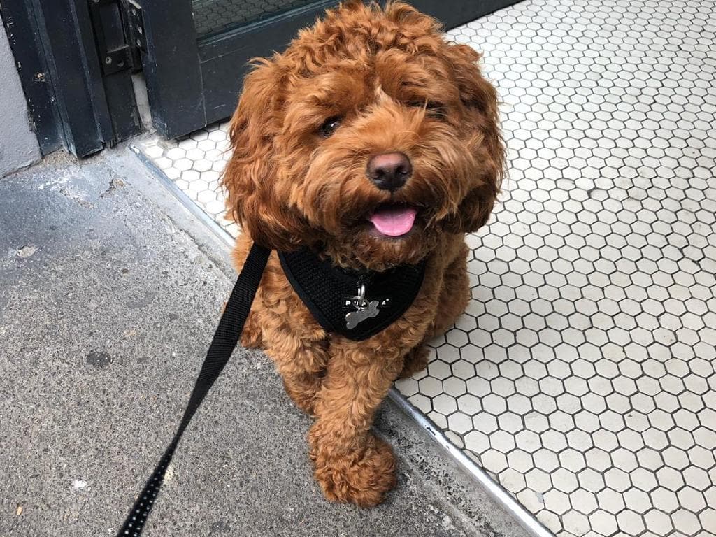 Most popular dog in the east: Cavoodles reign supreme. News