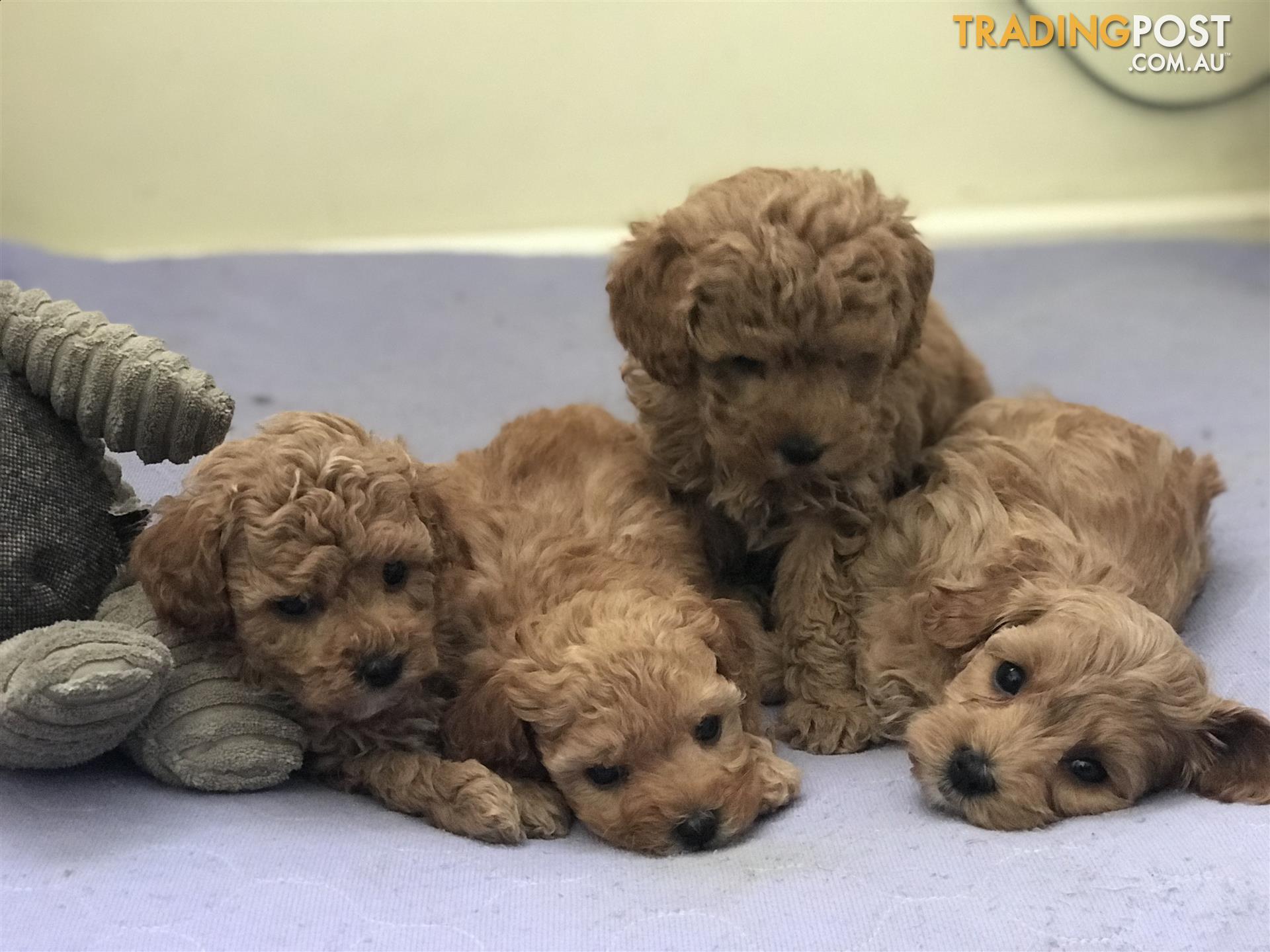 Tiny Toy Cavoodle Ready For Viewing Ready For New Homes 16 09 19