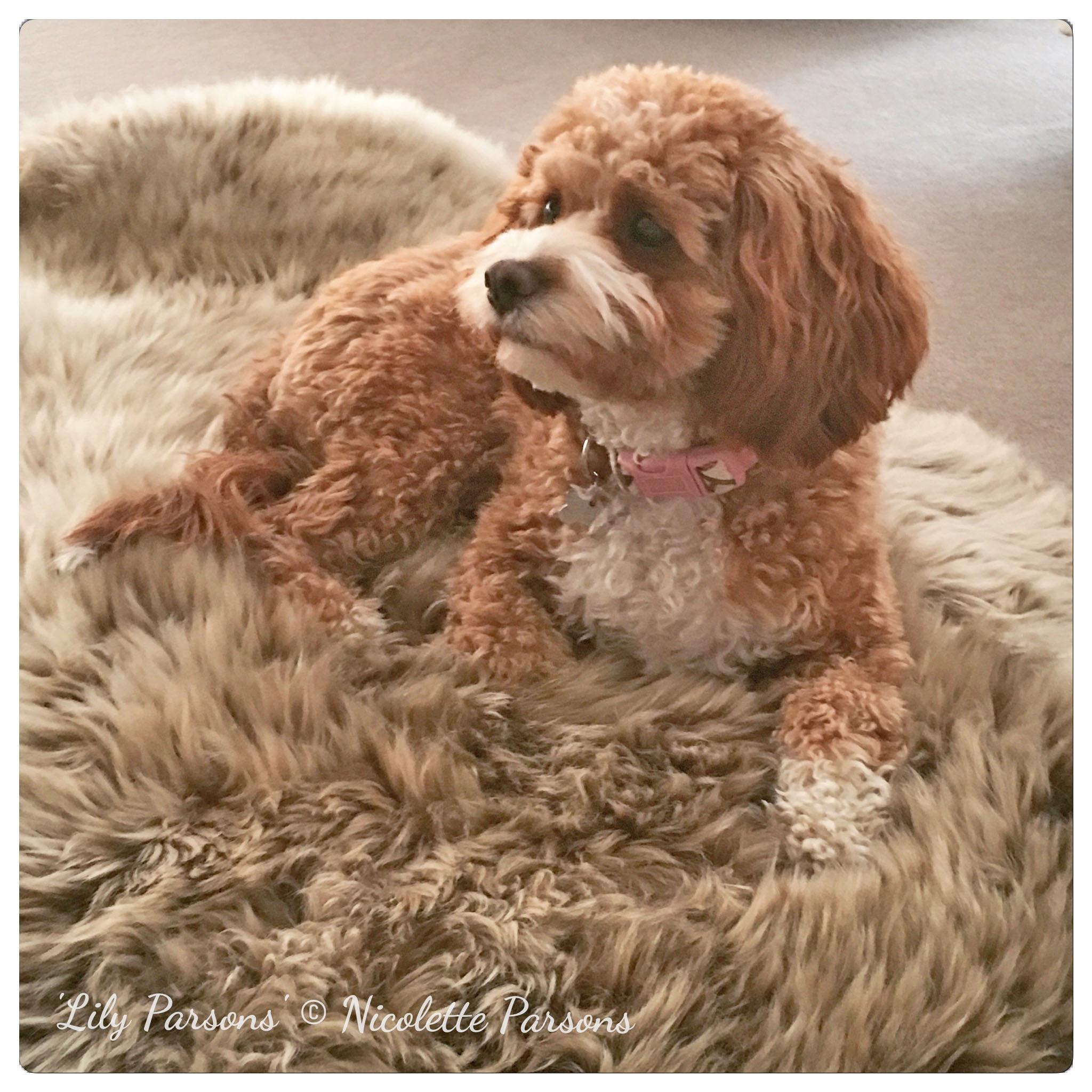 Toy Cavoodle Puppies. Chevromist Kennels Puppies