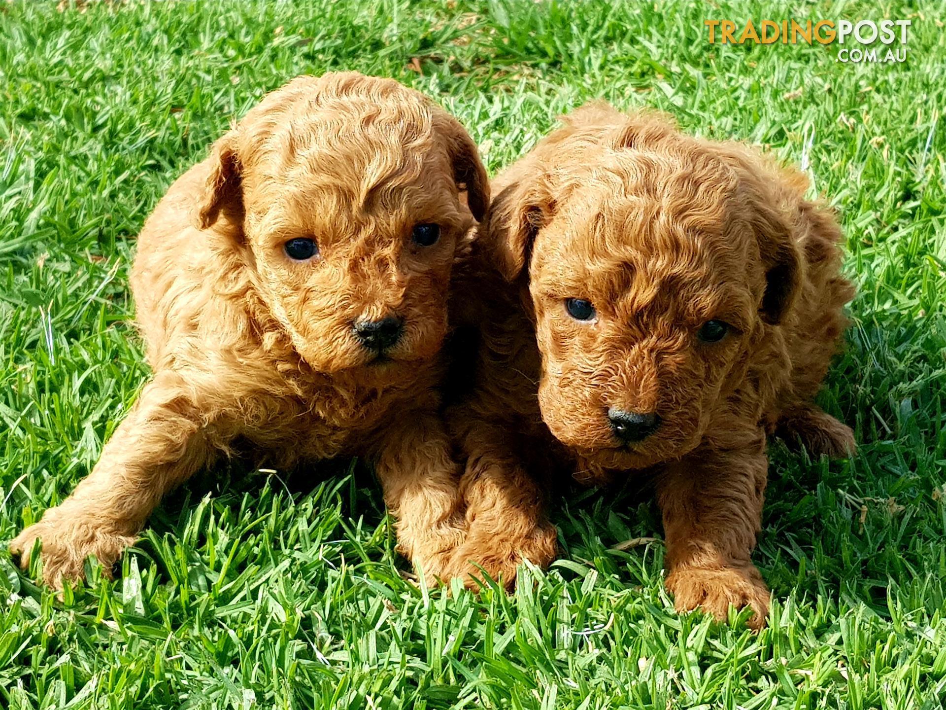 Our Adorable Toy Cavoodle Puppies