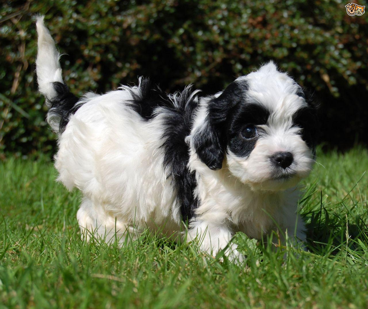 Cavapoo Dog Breed. Facts, Highlights & Buying Advice