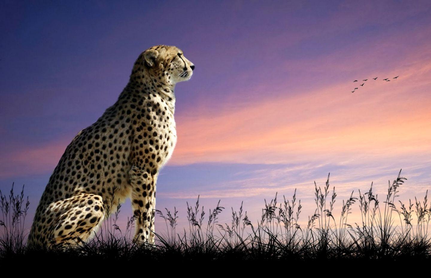 Cheetah Latest HD Wallpaper Free Download