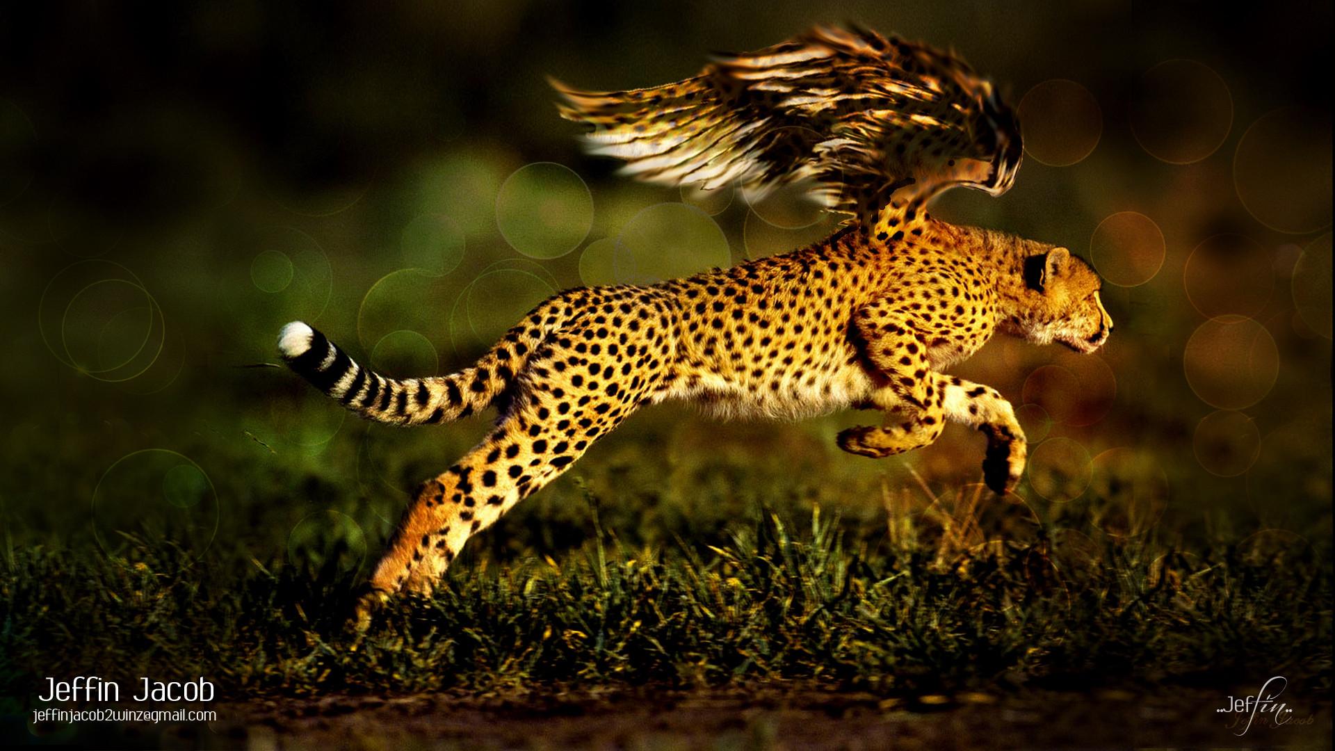 Cheetah Wallpaper