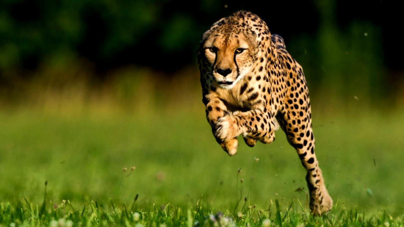 Running Cheetah HD Animals Wallpaper