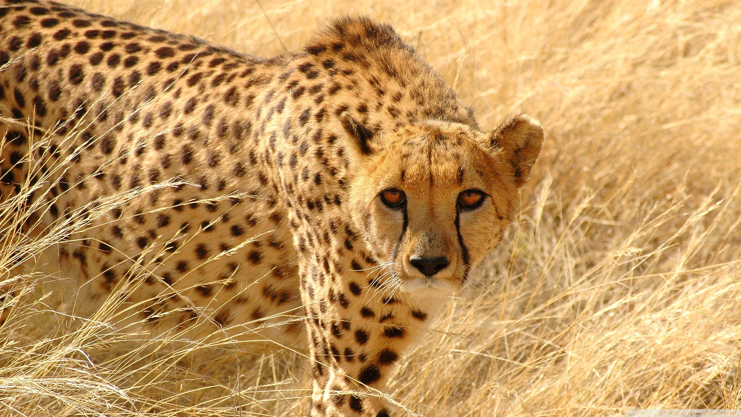 Cheetah Wildlife ❤ 4K HD Desktop Wallpaper for 4K Ultra HD TV