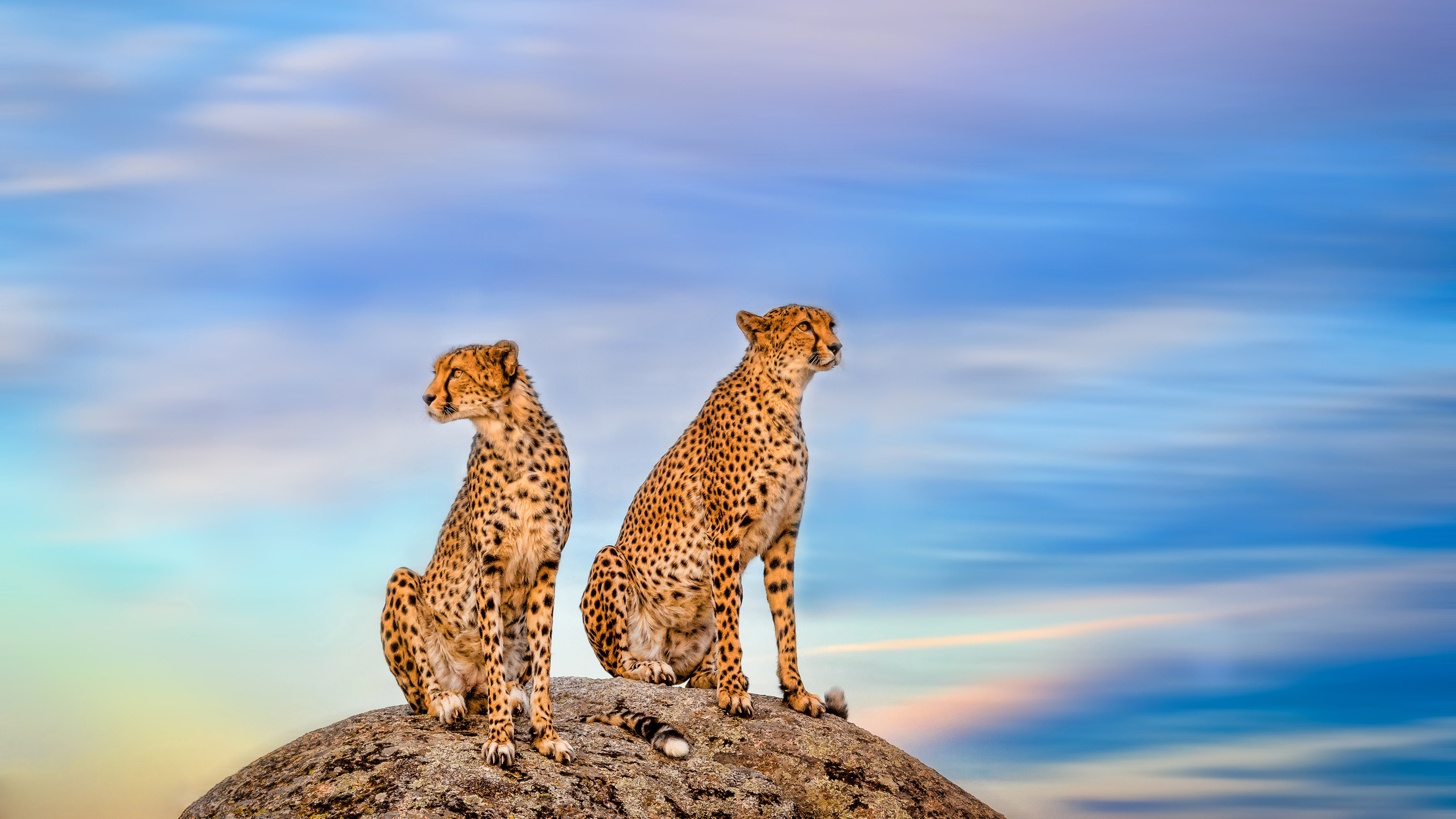 Wallpaper Cheetah, Pair, HD, Animals