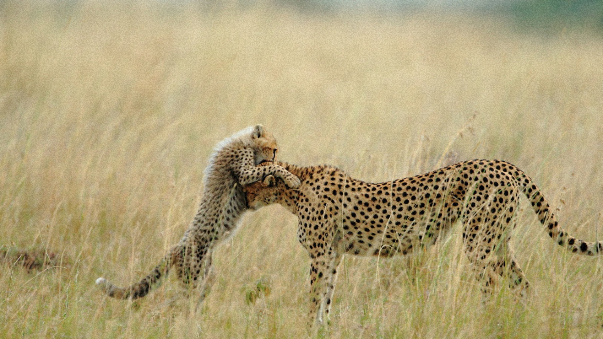 Desktop Cheetah Wallpaper HD
