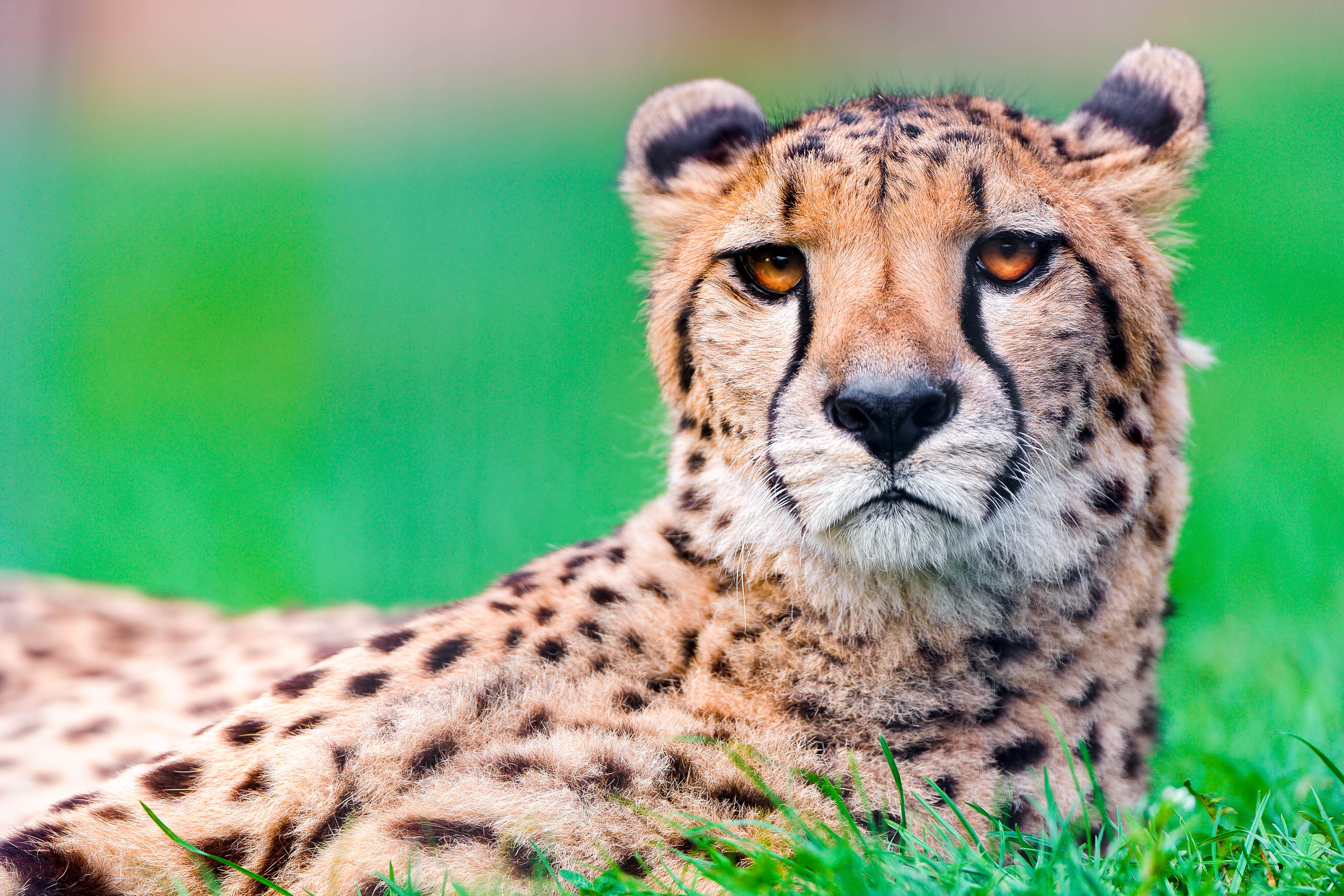 Beautiful Cheetah HD Wallpaper & Background HD
