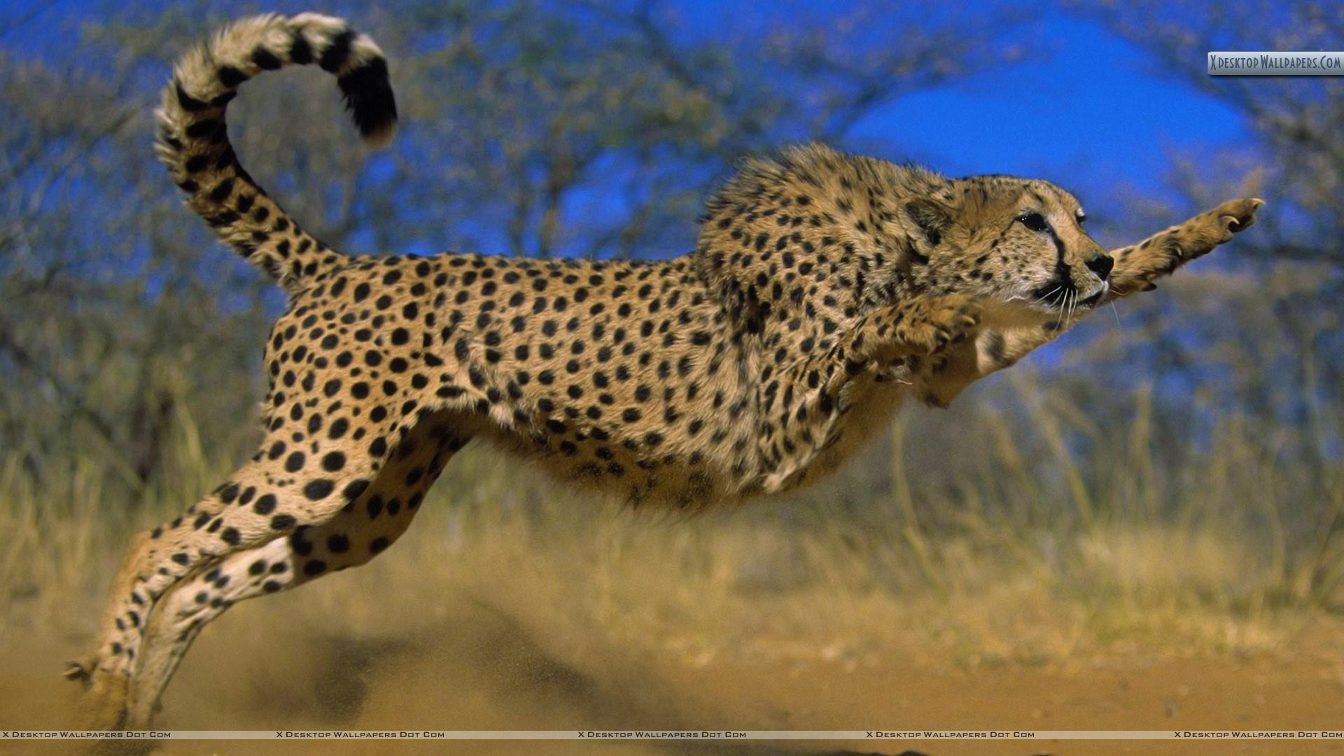 Bouncing Cheetah Wallpaper