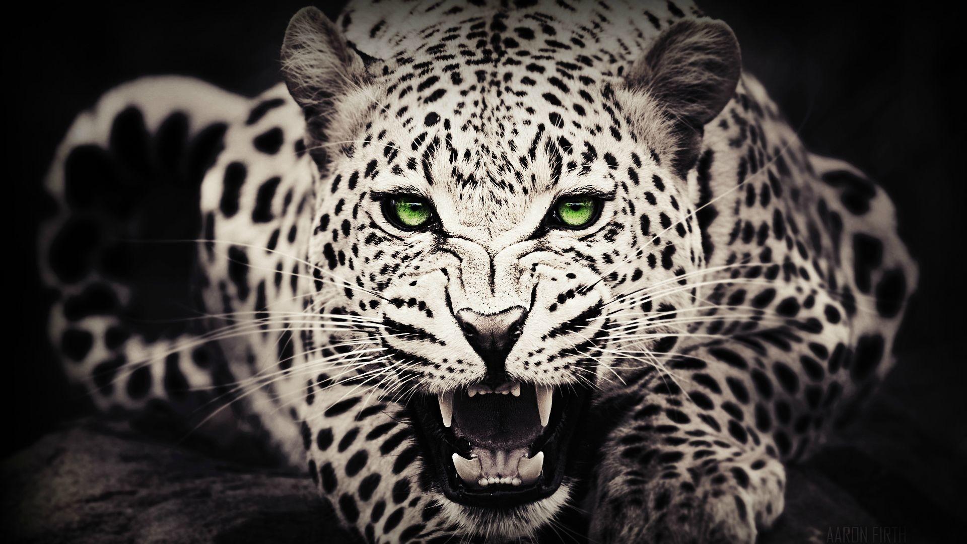 Black Cheetah Wallpaper