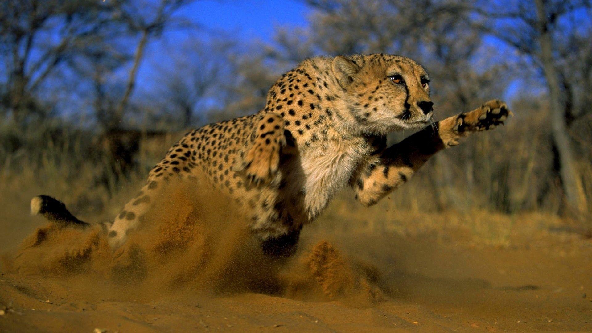 running. Cheetah Running Wallpaper. Smashing HD Wallpaper