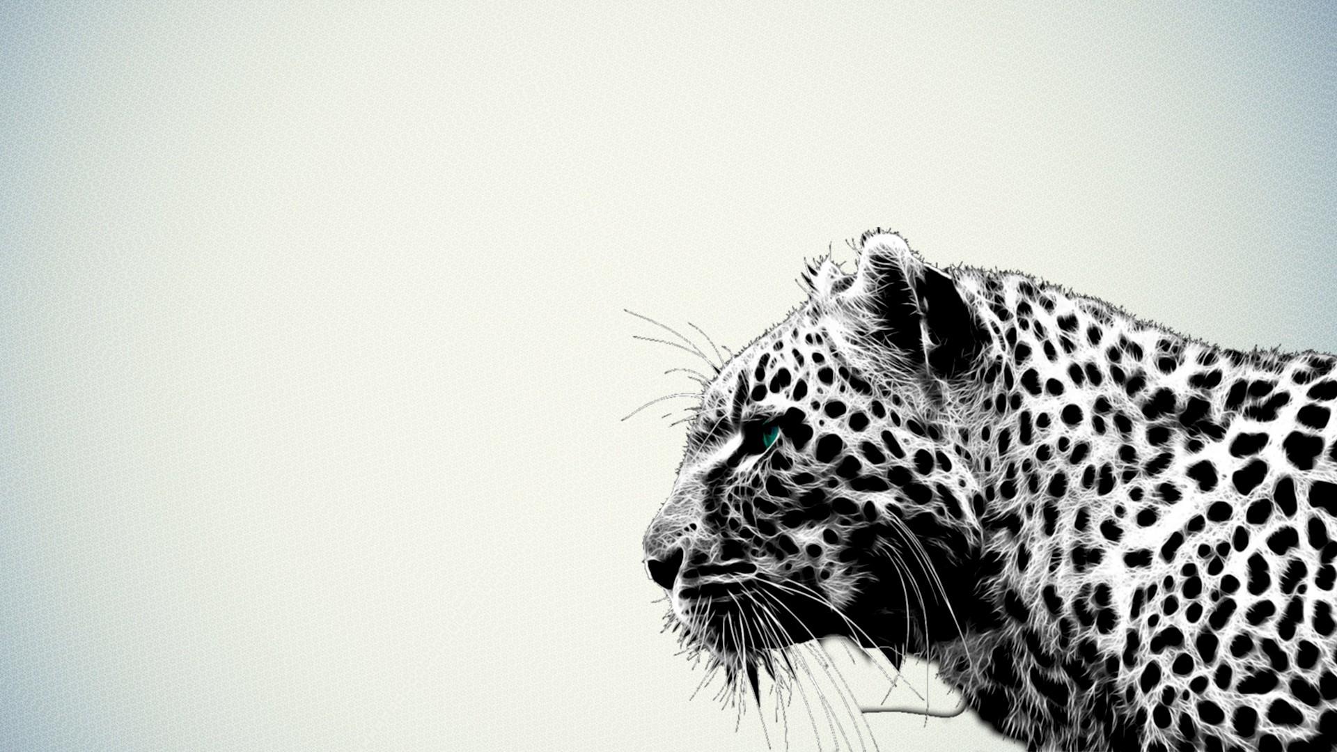 1920x1080 cheetah desktop wallpaper. cheetah