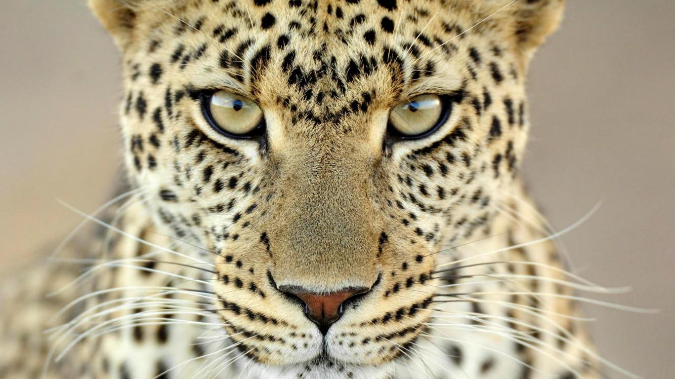 Hot Cheetah Image. IJY21 Quality HD Wallpaper