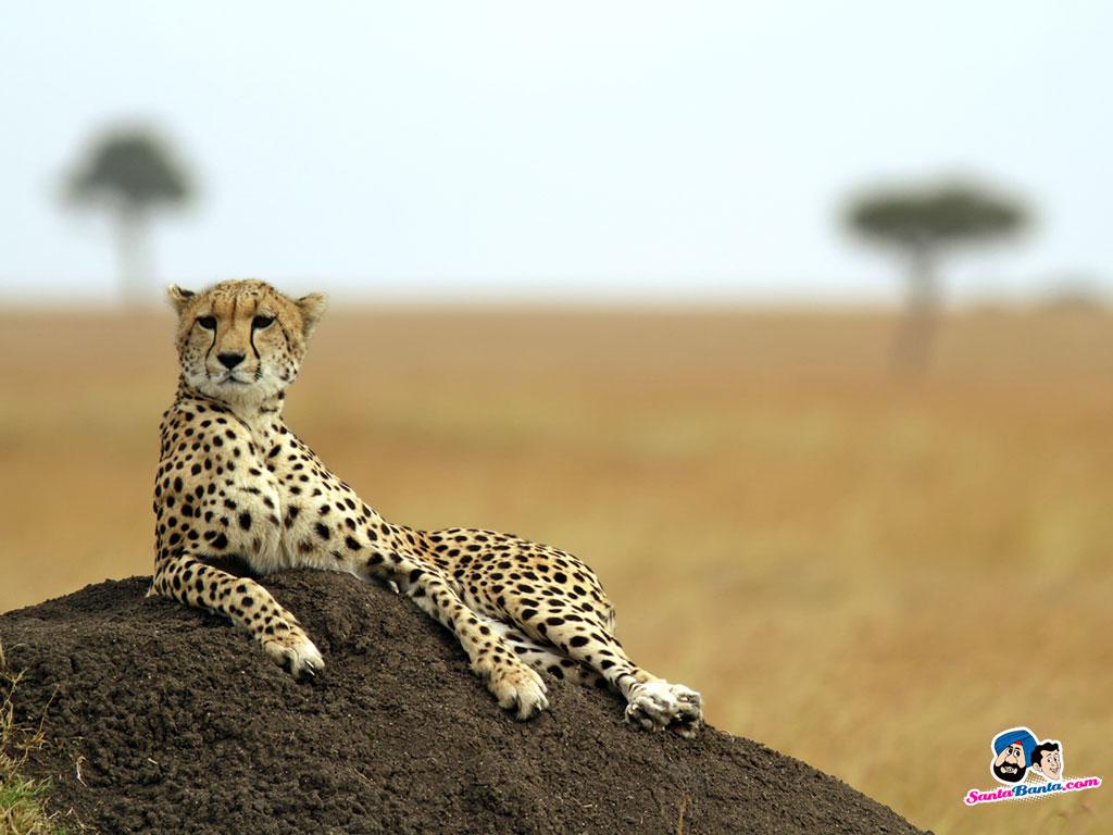 Full HD p Cheetah Wallpaper HD, Desktop Background 1024x768