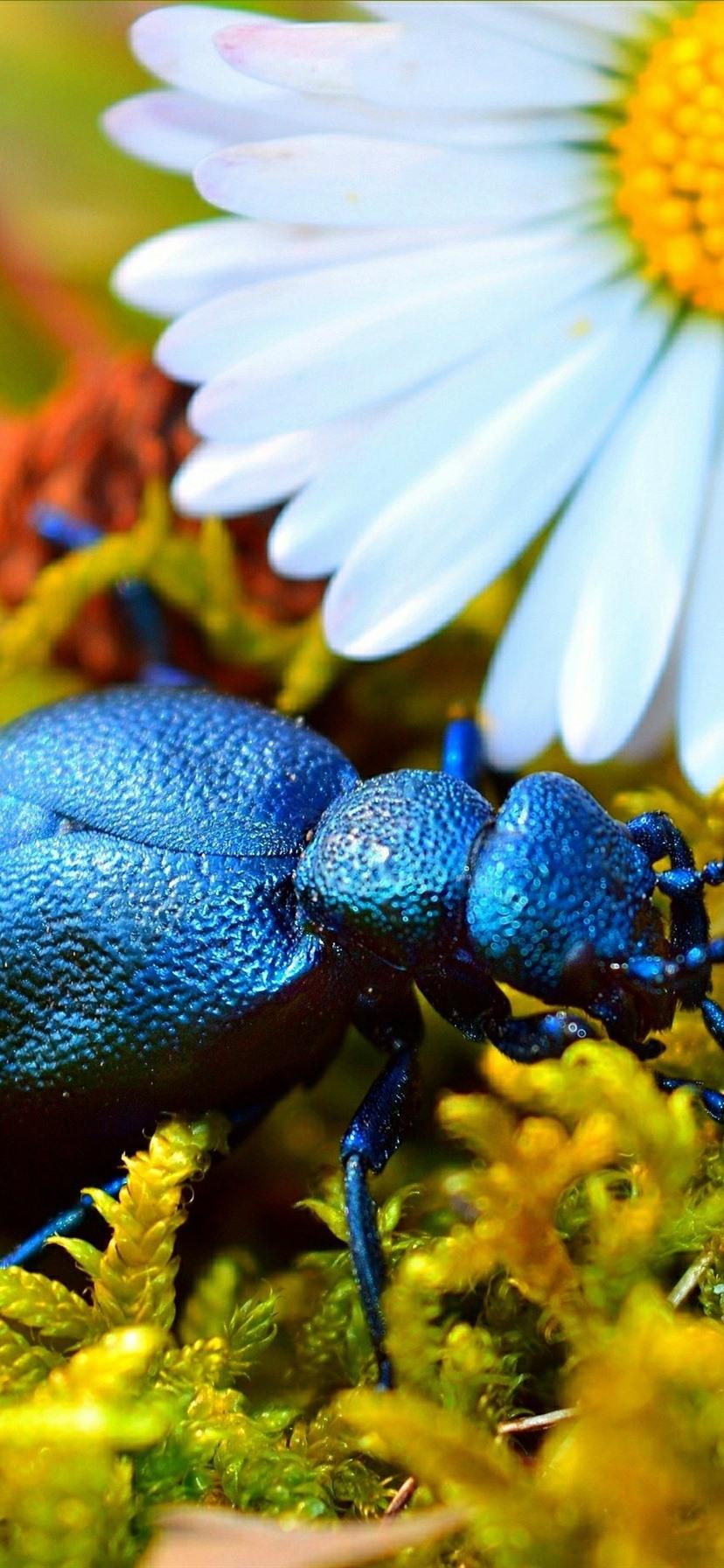 Blue beetle, daisy 828x1792 iPhone XR wallpaper, background