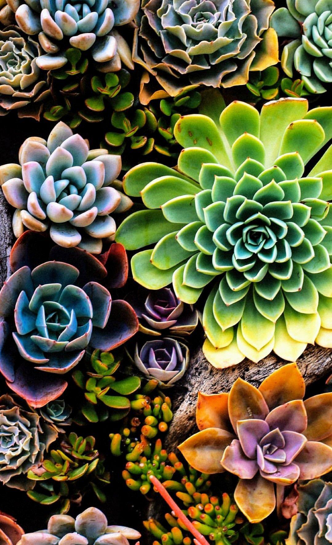 Pink Succulent Phone Wallpapers - Wallpaper Cave