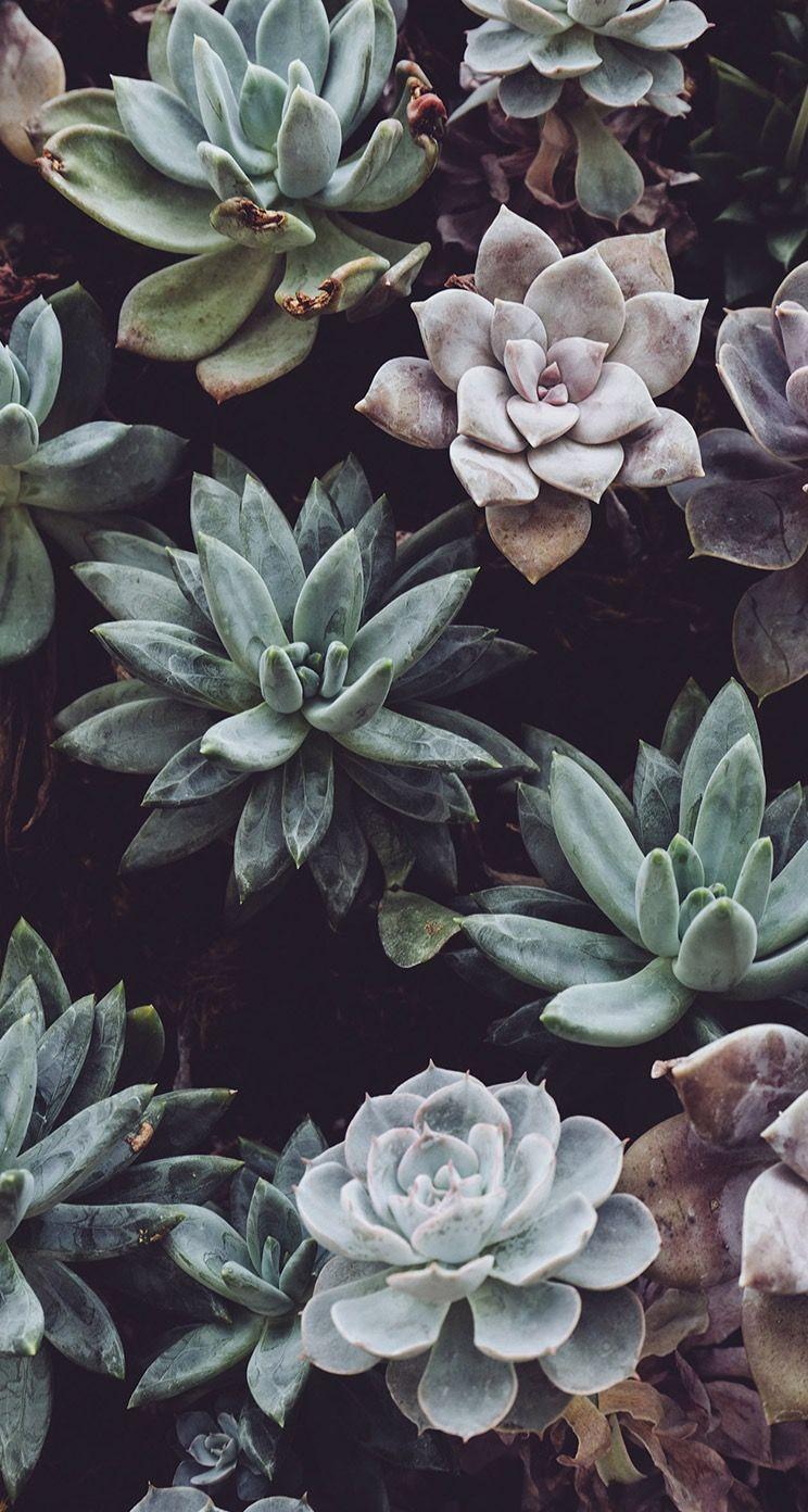 Featured image of post Watercolor Succulent Wallpaper Iphone Download beautiful curated free backgrounds on unsplash