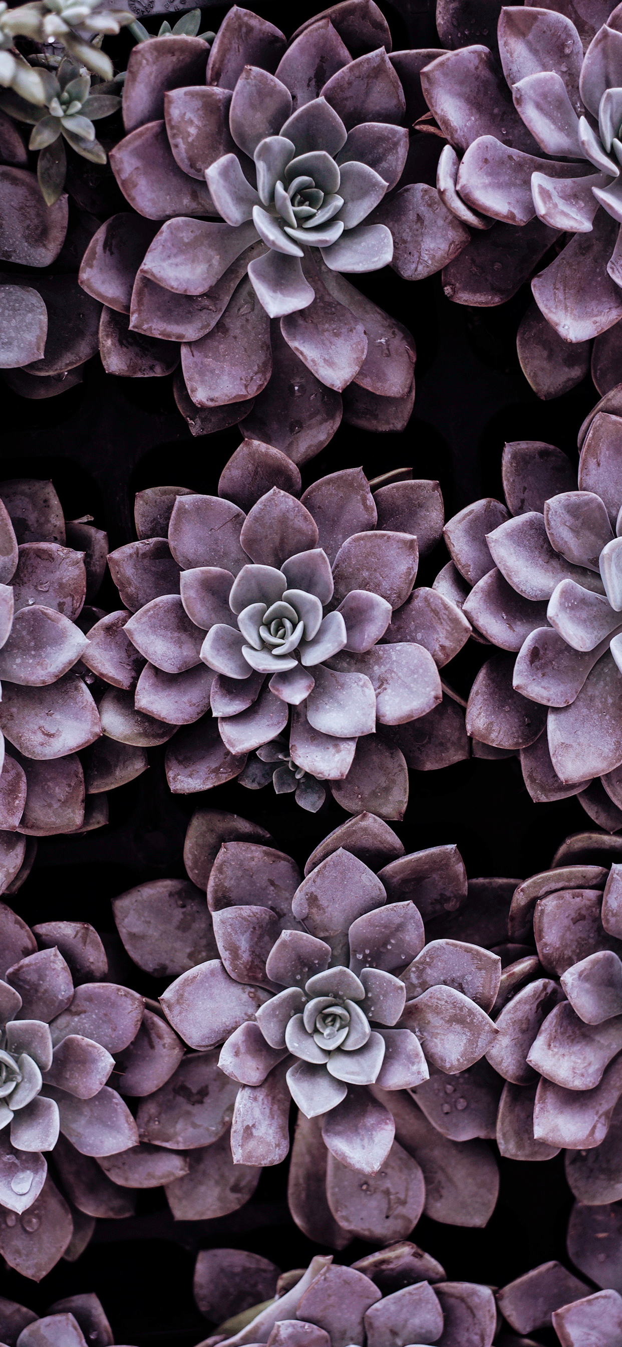 Succulent plant Wallpaper for iPhone X, 6