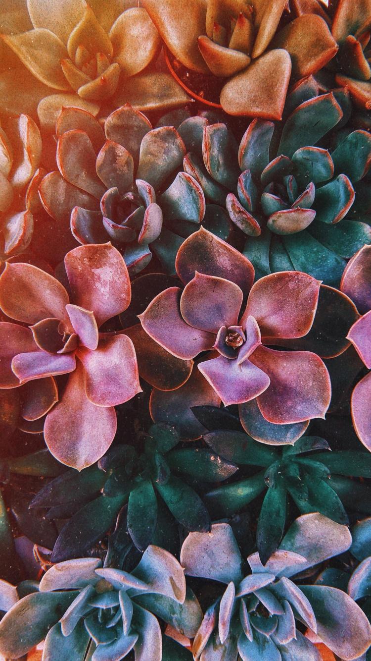 Download Succulent plants, flora, closeup wallpaper