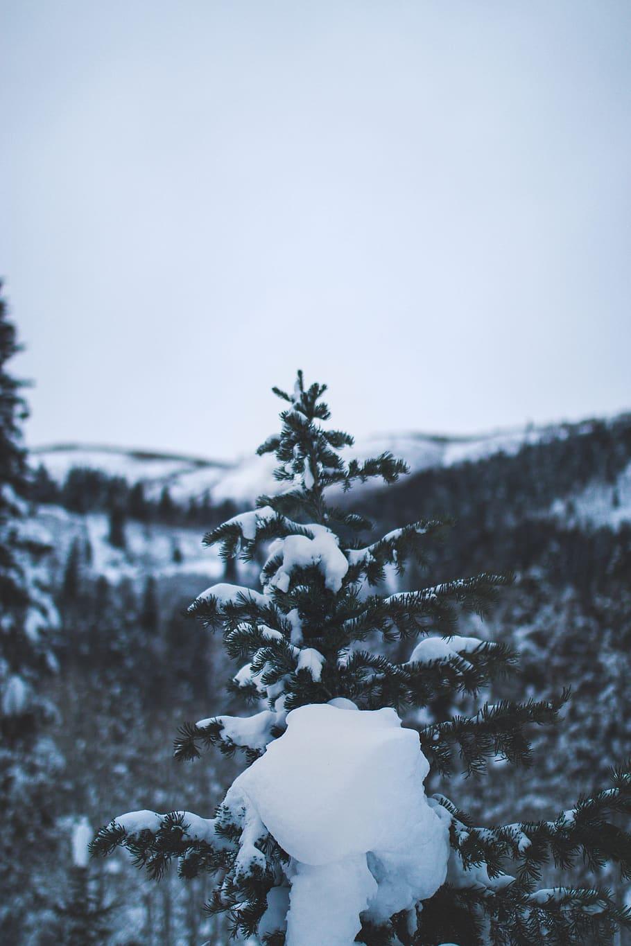 HD wallpaper: tree with snow photography, vsco, instagood, liveauthentic, passionpassport