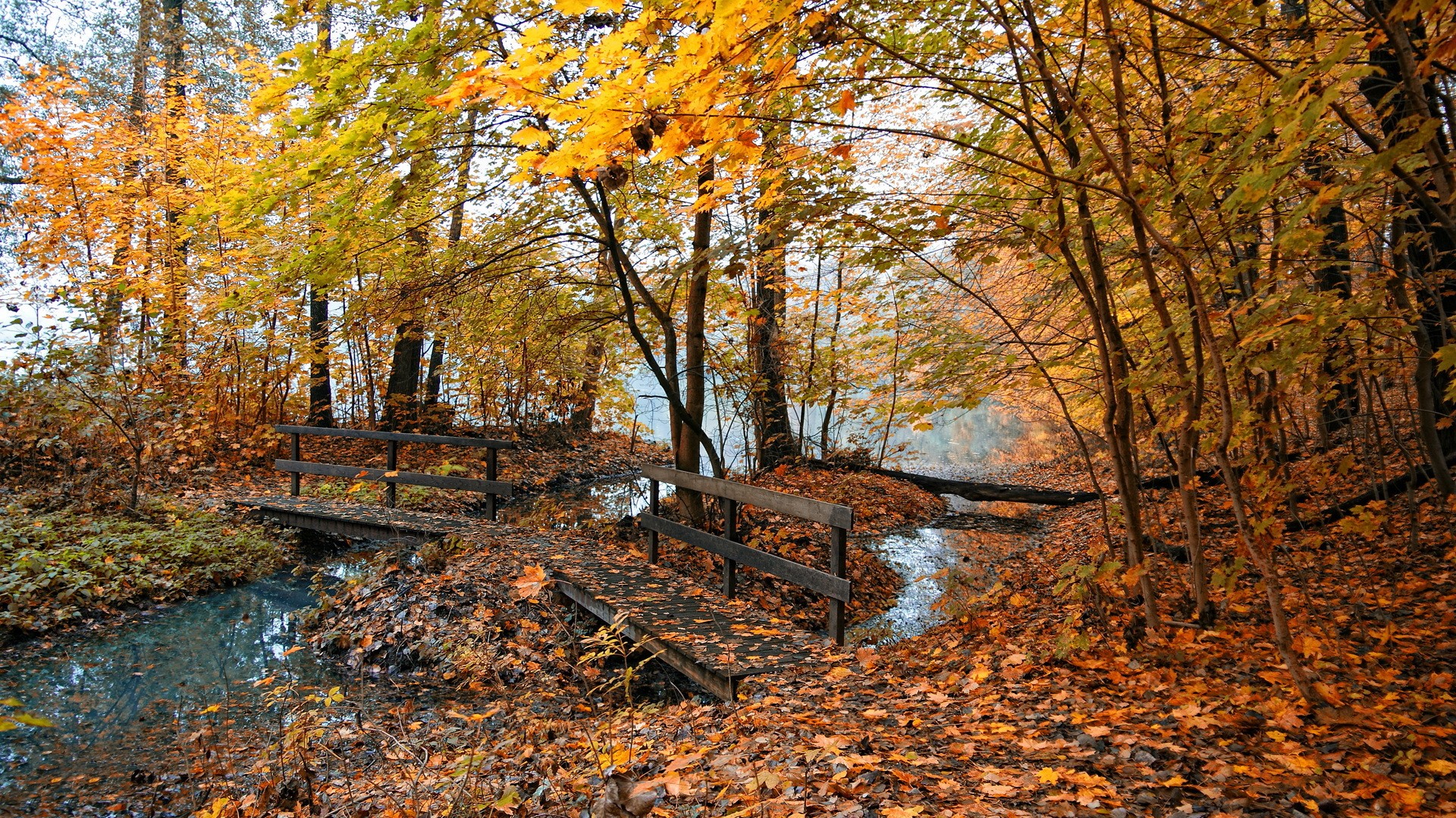 Rivers, Fog, Fall, HD Flower Image, Yellow, Display, Bridge