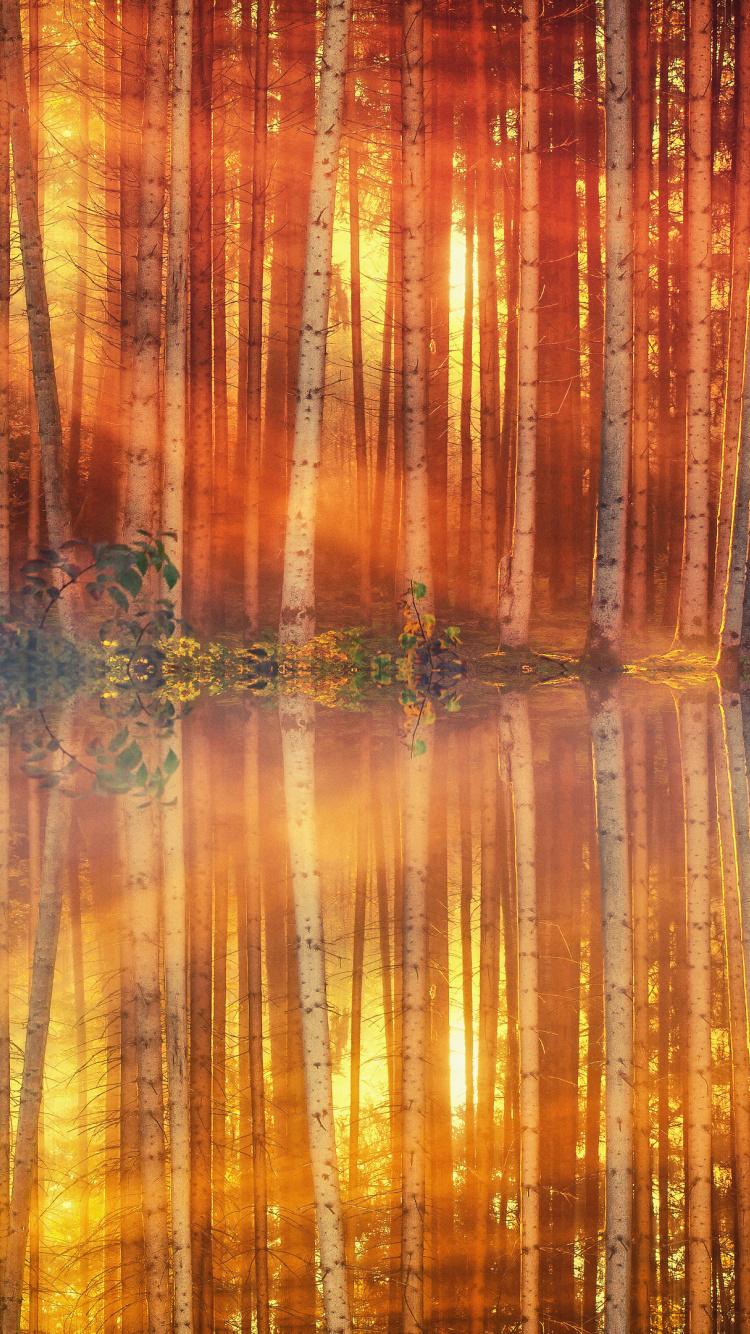 Download 750x1334 wallpaper sunlight, sunbeams, tree, autumn, lake, reflections, iphone iphone 750x1334 HD image, background, 15693