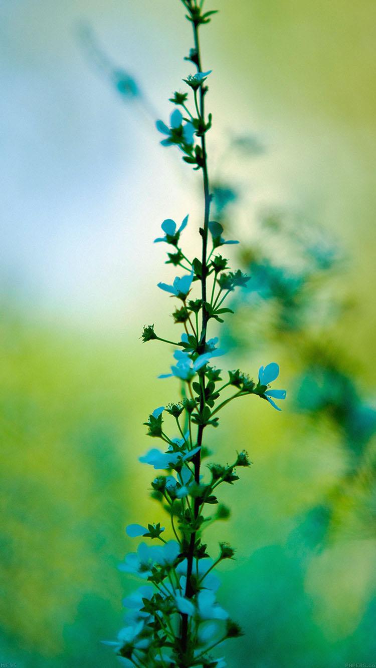 iPhone7papers flower day bokeh nature