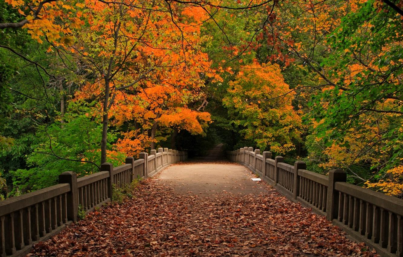 Wallpaper autumn, forest, leaves, trees, bridge, nature
