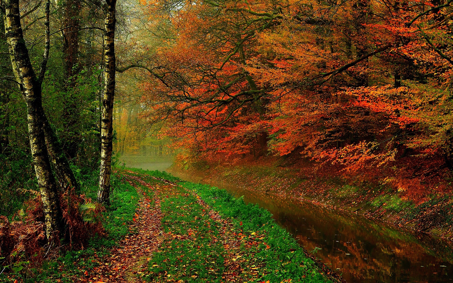 Wallpaper Autumn leaves, trees, forest, autumn, walk path