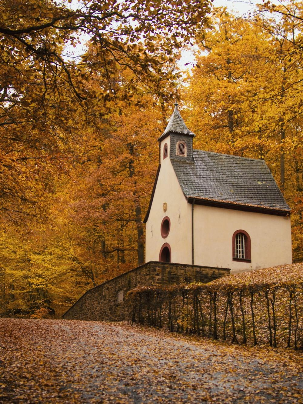 Autumn Forest Walk, Rheinland Pfalz, Germany Picture