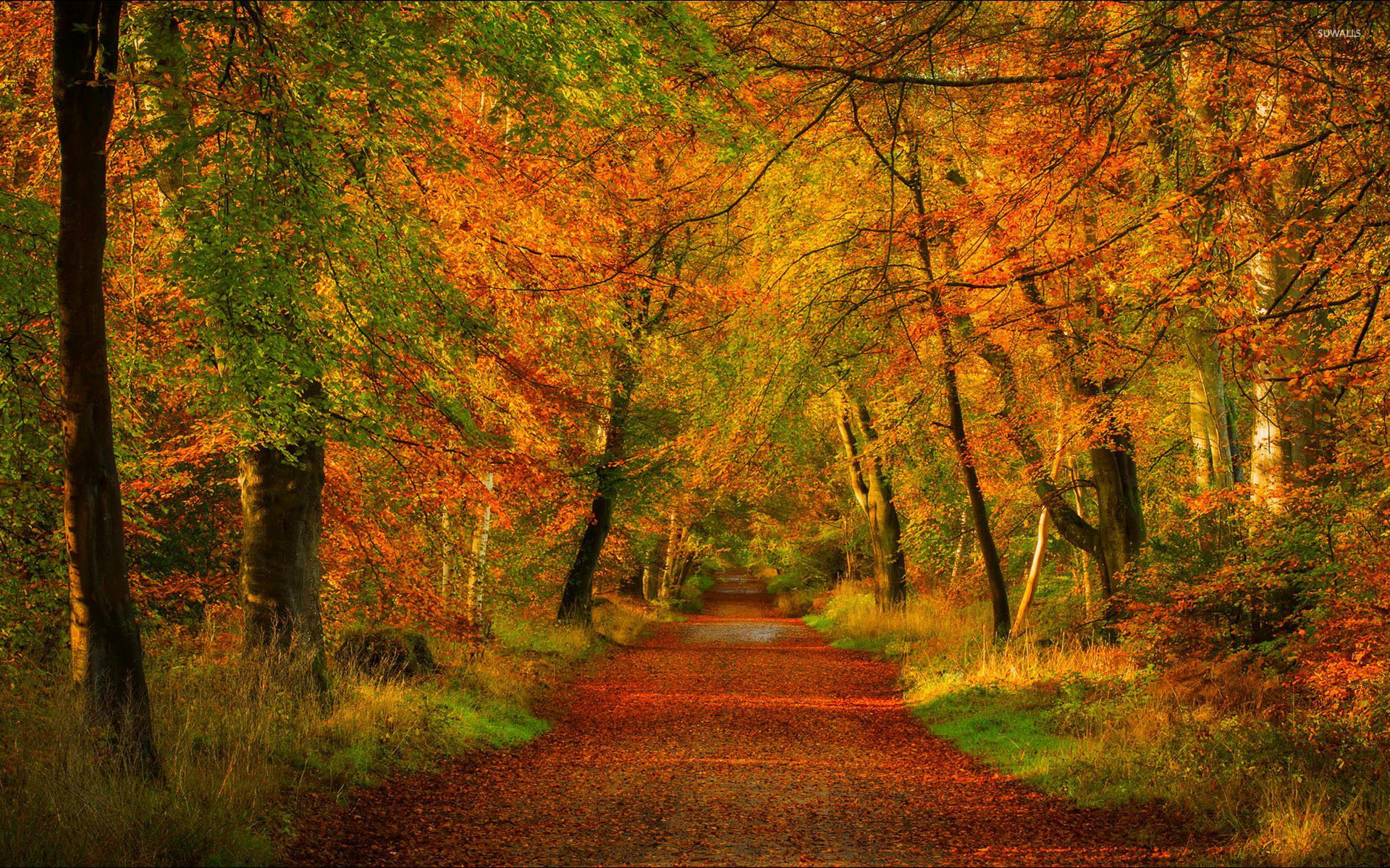 Nature trees colorful road autumn path forest leaves park