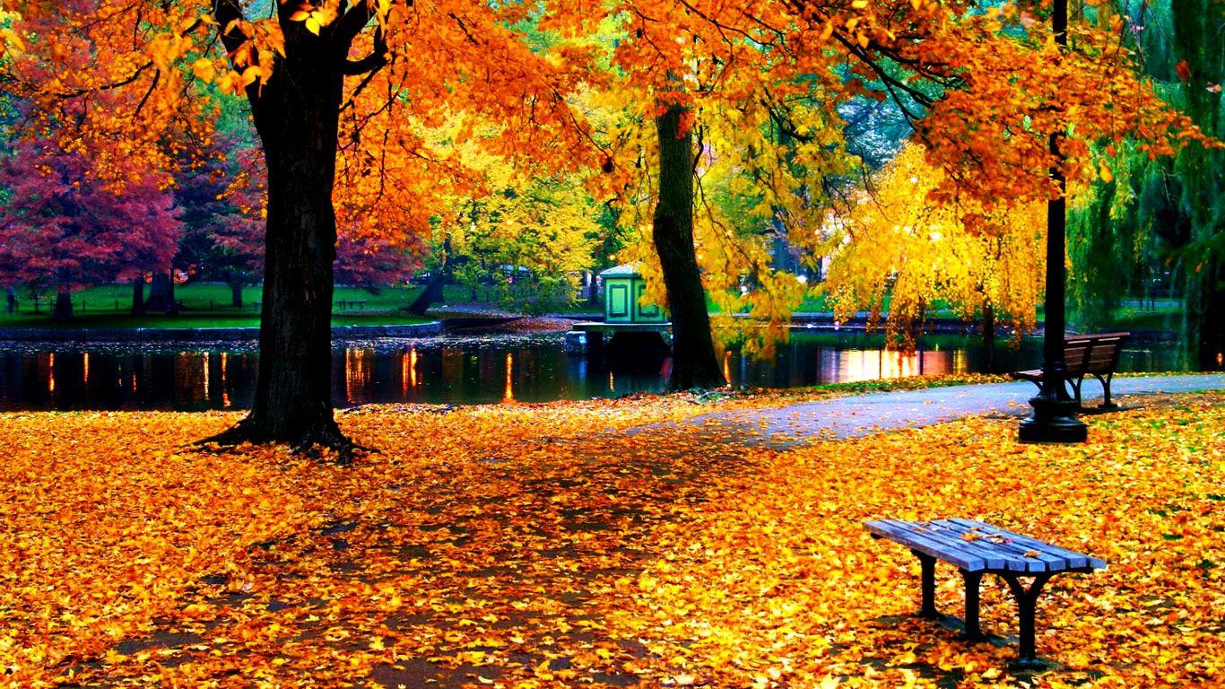Best Autumn Foliage Wallpaper