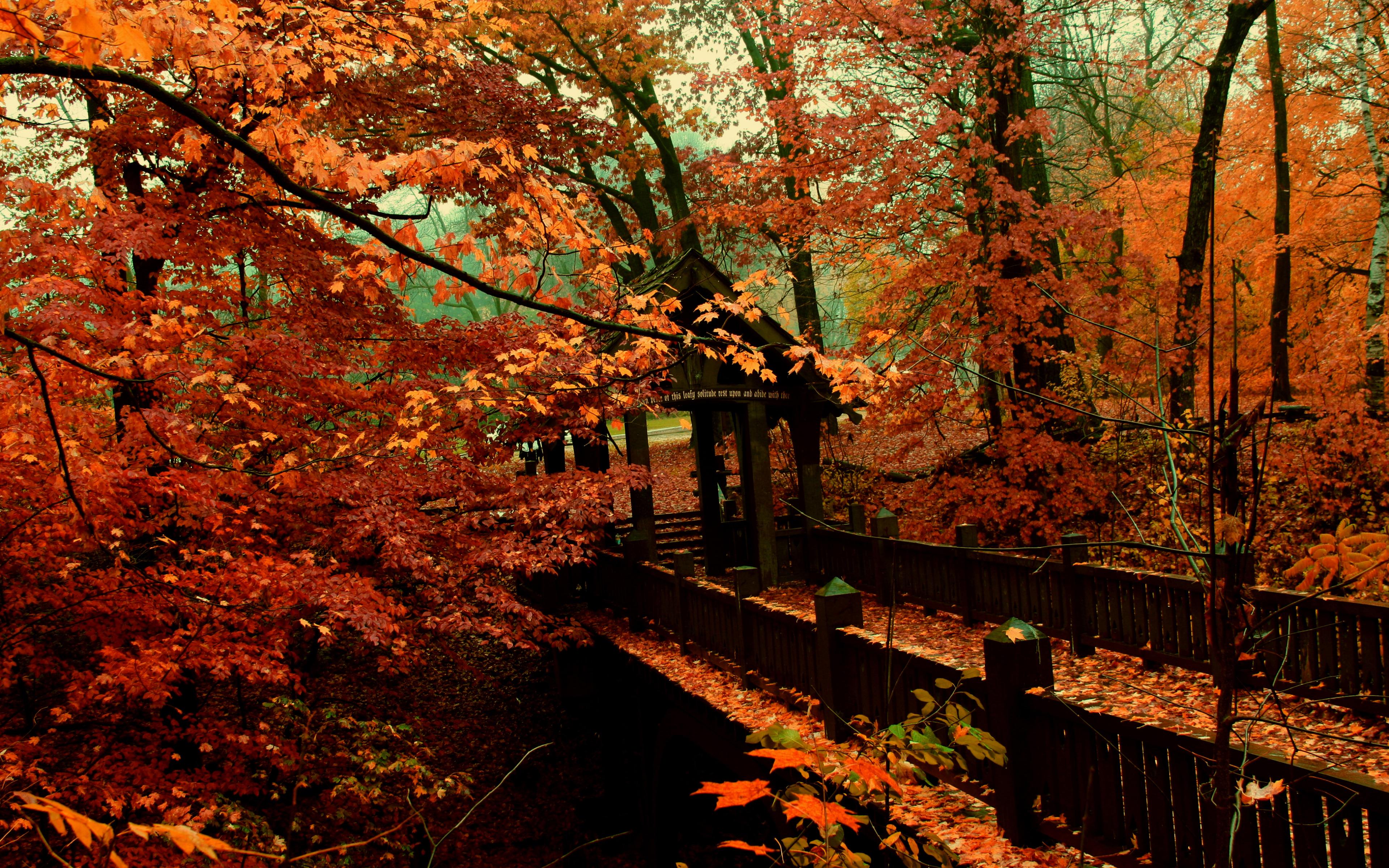Autumn Foliage above a Bridge widescreen wallpaper. Wide
