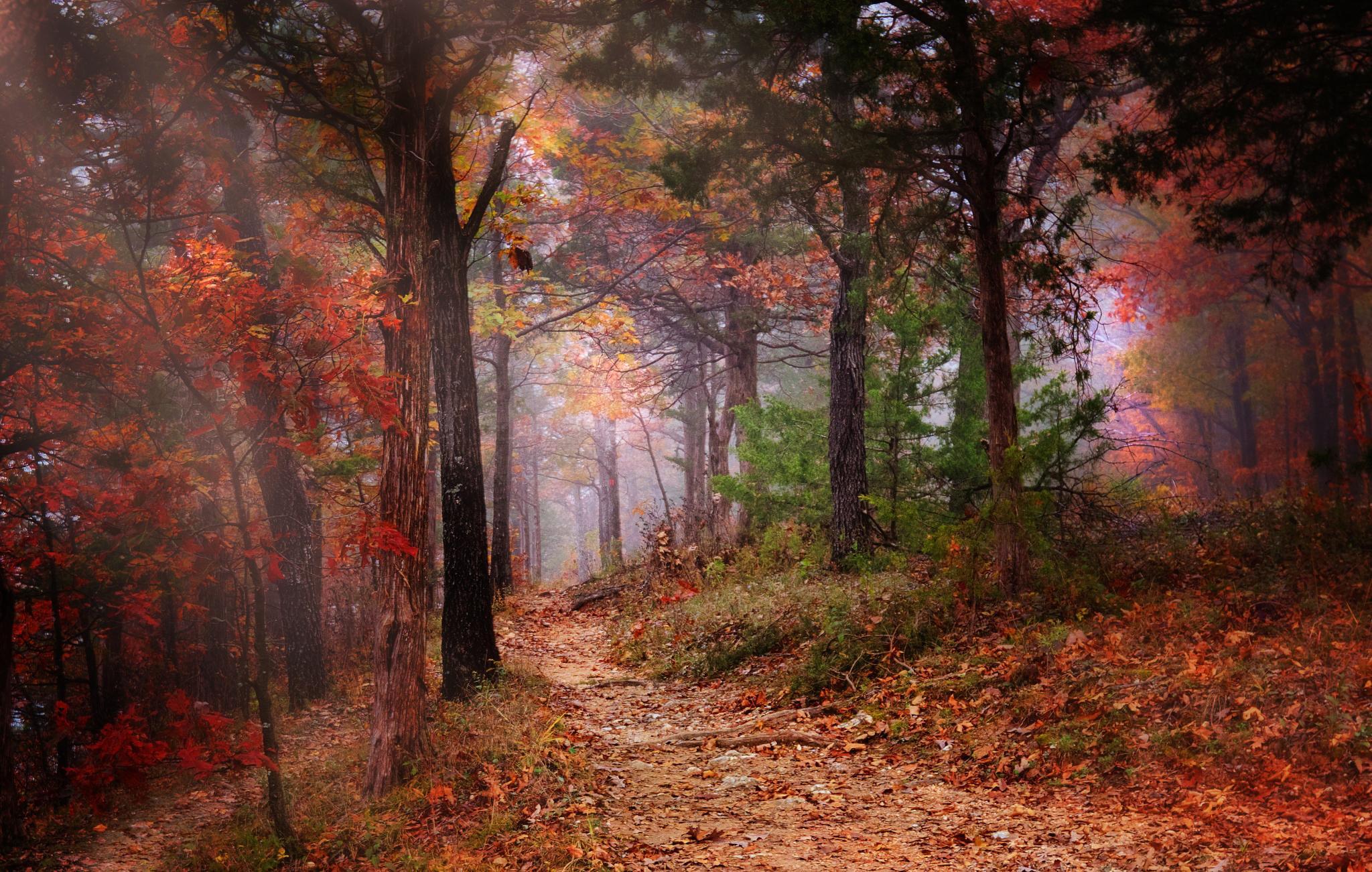 Autumn Forest Background, Lovely Autumn Forest, 2048x1301