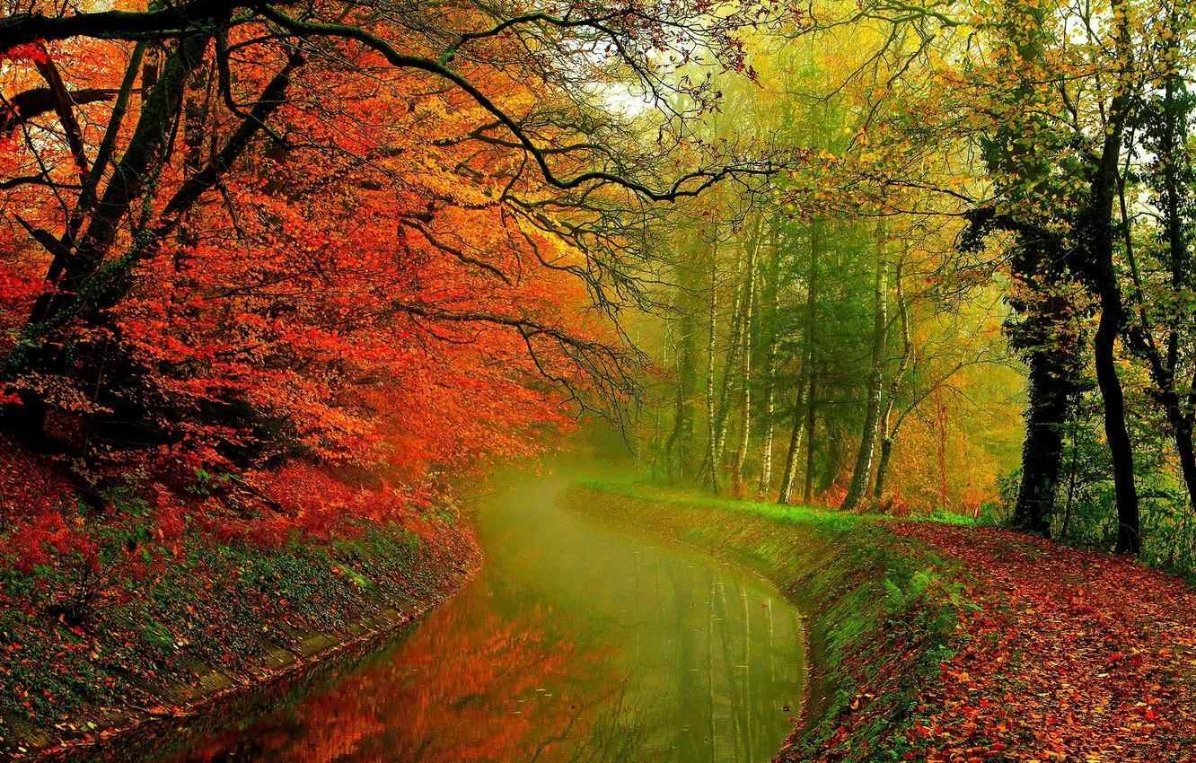 Wallpaper autumn, forest, leaves, water, trees, nature