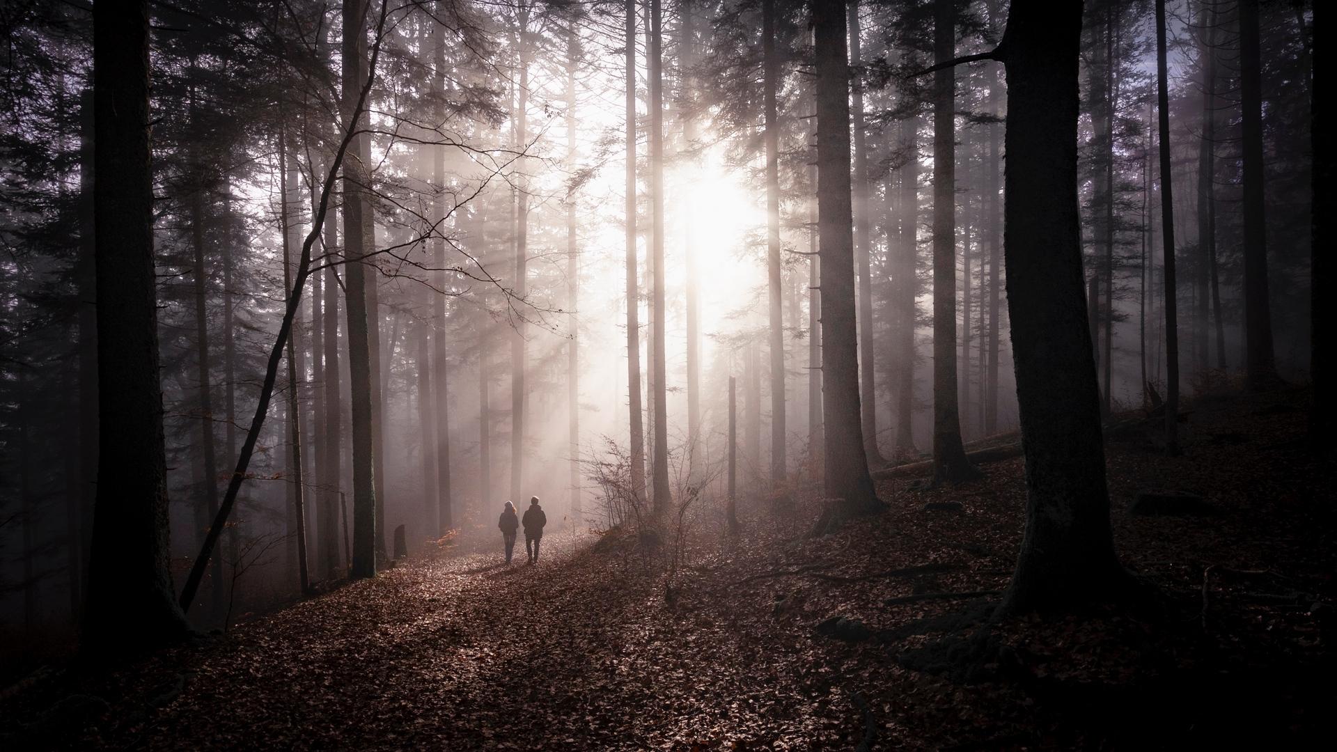 Download wallpaper 1920x1080 forest, fog, silhouettes, walk