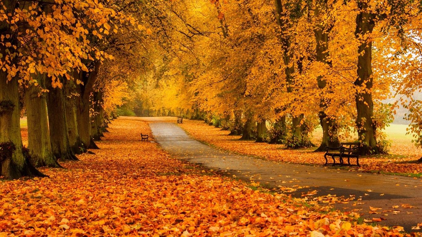 trees, autumn, forest, road, park, colors, leaves