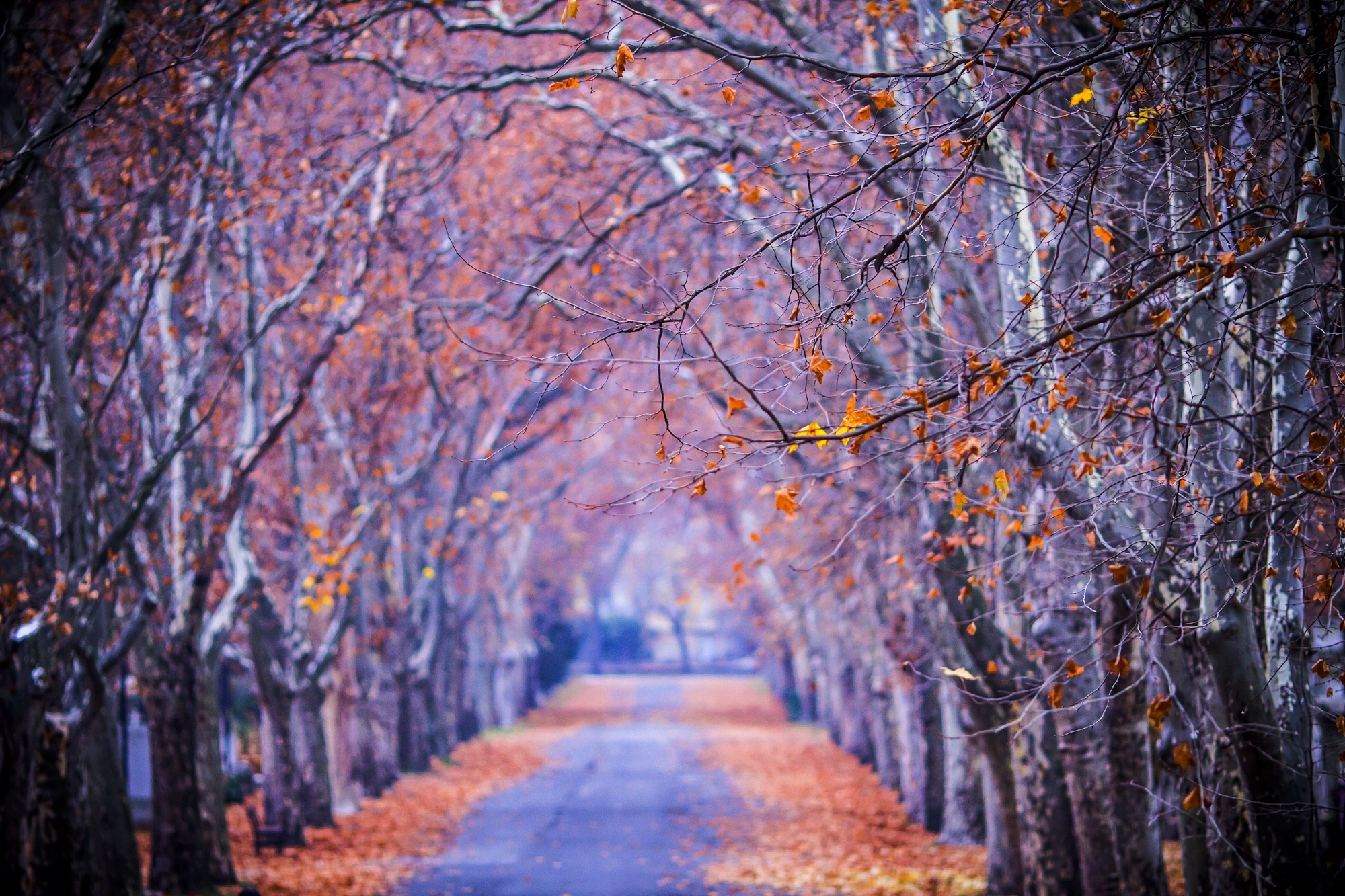leaves, colors, nature, fall, trees, path, walk, splendor