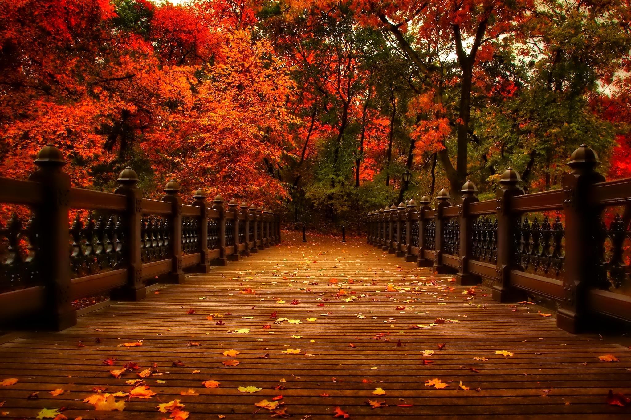 Bridge in Autumn Forest HD Wallpaper