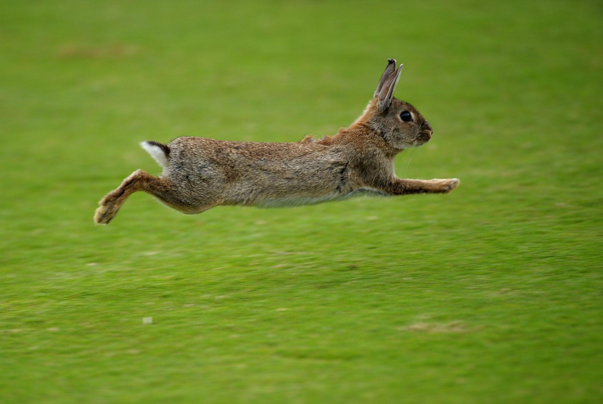 Заяц в прыжке